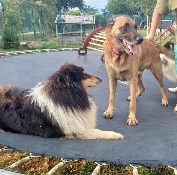 Poor Max, bellissimo Malinois (Mantova) Foto 6